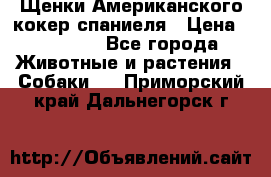 Щенки Американского кокер спаниеля › Цена ­ 15 000 - Все города Животные и растения » Собаки   . Приморский край,Дальнегорск г.